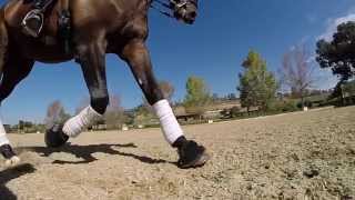 Dressage and things that fly on a gopro