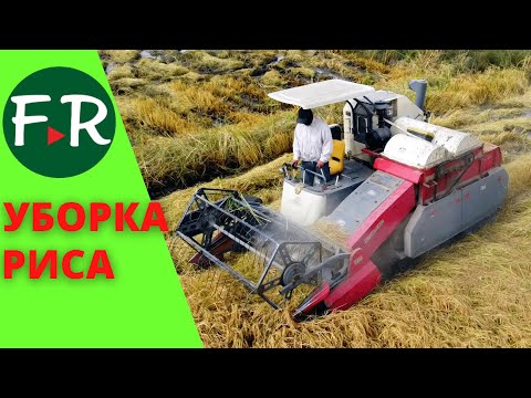 Как убирают рис в Кыргызстане? Миникомбайн для уборки риса. Выращивание риса на одном гектаре