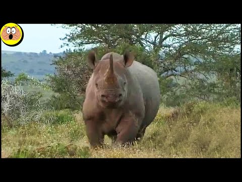 Video: Wat dierentuinen doen om zich voor te bereiden op natuurrampen