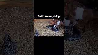 We Saved Our Baby Goat And He Is Back With Mom! Meet Thomas Everyone!