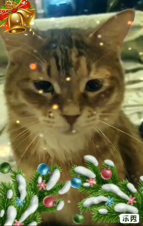 С годом Кота😺😸😹 - YouTube