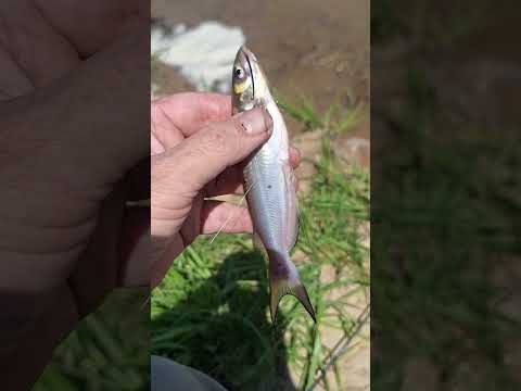 lost 2 fishing rods....