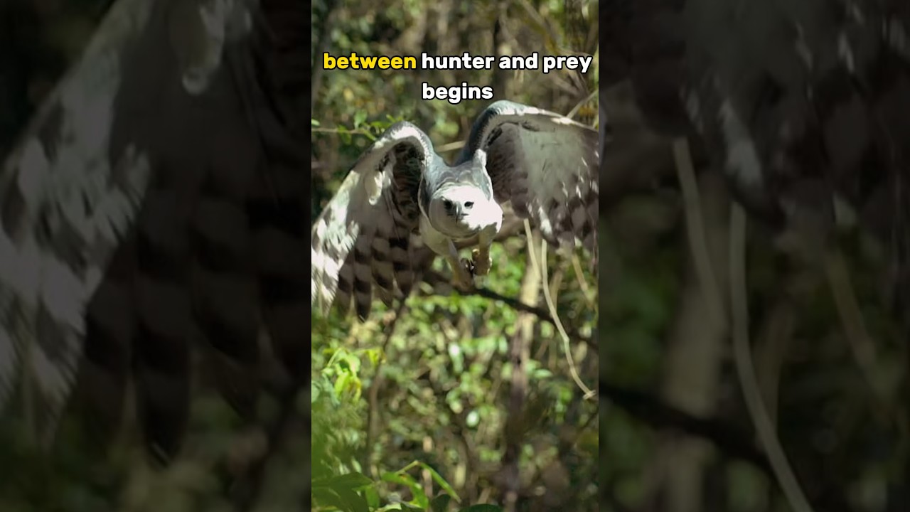 Perfect Shot: Harpy Eagle 🦅 Masterfully Hunting A Monkey in the Amazon Rainforest! 🔊 With Sound!