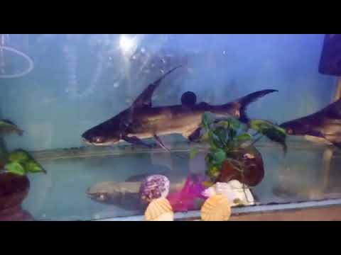 Video: Catfish ancistrus: tavsif va fotosurat