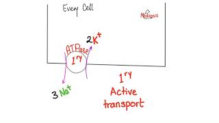 Active Transport | Primary and Secondary | Physiology