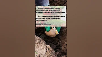 Что я кладу в Лунку При Посадке Картофеля! Забыла, что Такое Проволочник, и Картошка Всегда Крупная
