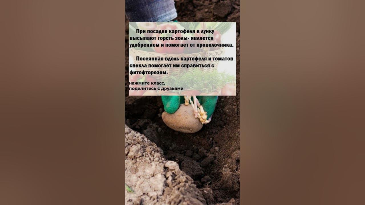 Что сыпать в лунку при посадке картофеля. Что положить в лунку при посадке картошки для хорошего урожая. от проволочника при посадке картофеля в лунку. удобрения при посадке картофеля весной в лунки при посадке. от проволочника смесь которую добавляют в лунку.