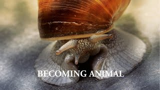 Becoming Animal