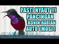 PANCINGAN DAN TERAPI KONIN GACOR FULL NEMBAK | COCOK UNTUK KOLIBRI NINJA BAHAN IJOAN DAN TROTOL