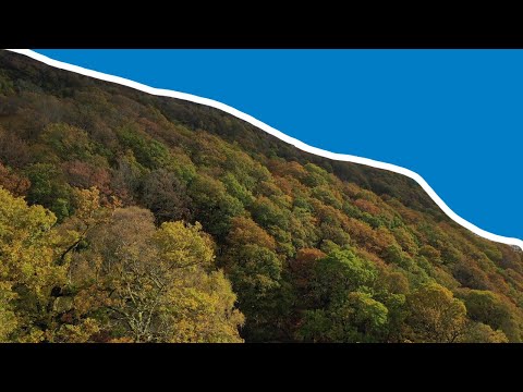 Scotland's rainforests | Autumn magic