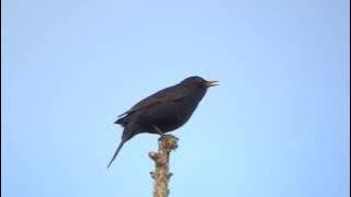 Common blackbird song // Turdus merula
