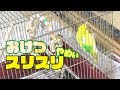 お尻フリフリ発情!注意された時だけやめるセキセイインコすずちゃん