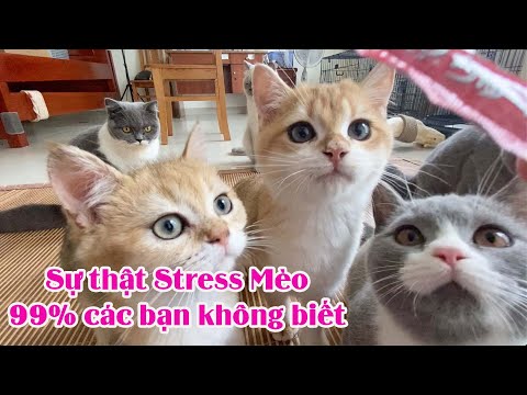 Video: Làm thế nào để kết bạn với mèo (với hình ảnh)