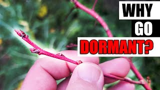 Why Do Plants Go Dormant? - Garden Quickie Episode 182 by The Ripe Tomato Farms 3,120 views 4 months ago 2 minutes, 41 seconds