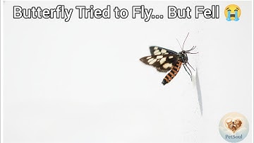 Butterfly Tries to Fly But Falls Down 😢 | Struggling to Take Flight – Heart Touching Nature Moment
