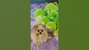 I WANT MY OWN SQUISHMALLOW PLANET 🌎🪐 #squishmallows #shorts