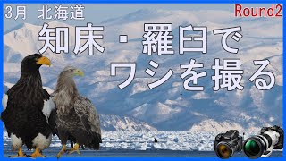 3月 北海道 知床・羅臼でワシを撮る