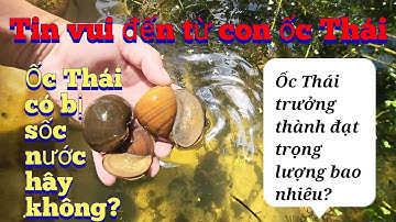 Tin vui đến từ con ốc Thái.Nuôi Ốc Thực Tế_Huy Thạnh