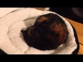 Waking a deaf cat in deep sleep