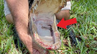 Removing A Huge Hook From An Alligator's Mouth!