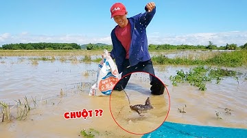 BẮT CHUỘT ĐỒNG MÙA NƯỚC LŨ | ĐẶNG VLOGS
