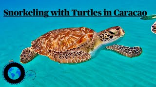 Discover Swimming with SEA TURTLES in Caracao #seaturtles #explore #discover
