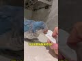拍了这么多胖胖的丑照,妥妥拿捏它!#小鸟互动 #搞笑 #pets #birds #parrot #animals #cute #funny #治愈#shorts