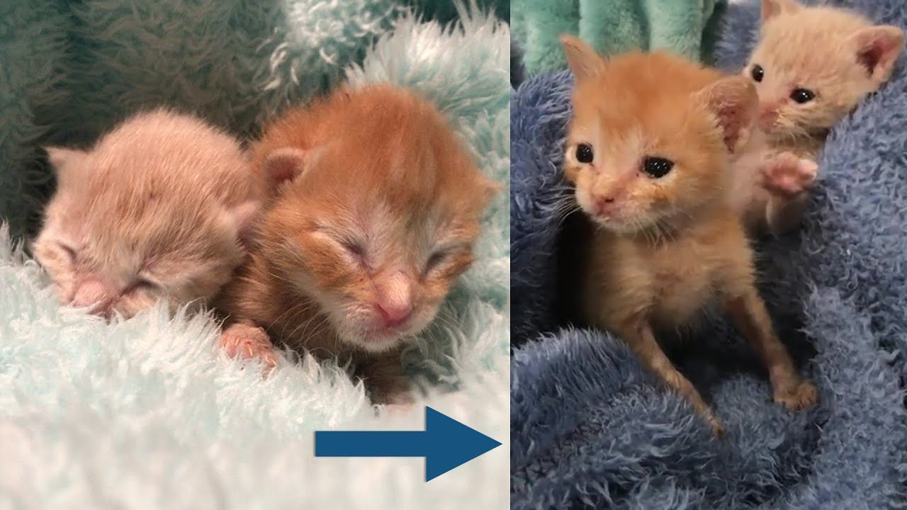 two day old kittens