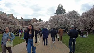 Walking tour in Washington University, Seattle, United state of America 4K.