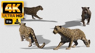 Cheetah | Animation Pack Green Screen  - Footage 4K