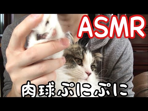 [ASMR]囁きながら猫の肉球をさわる！