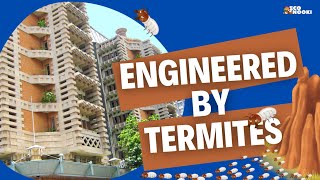 TERMITES are the true ENGINEERS behind this amazing building !!