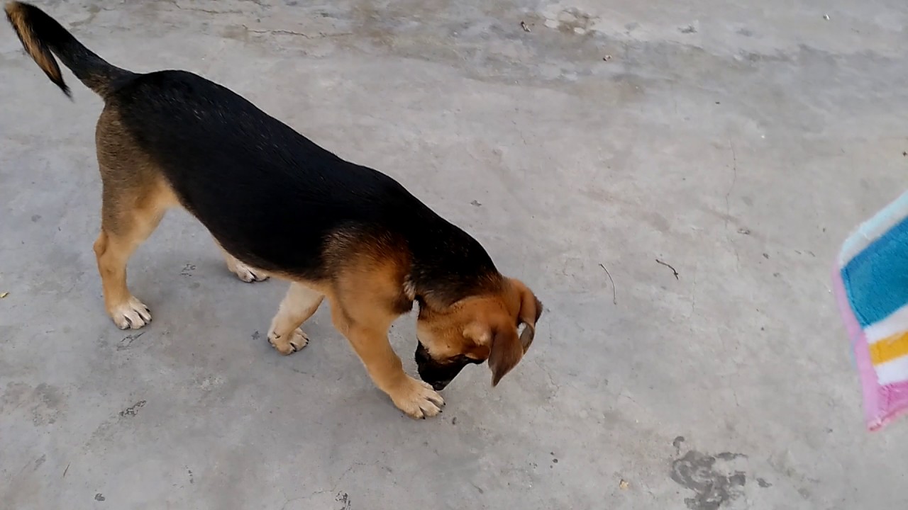 german shepherd desi mix