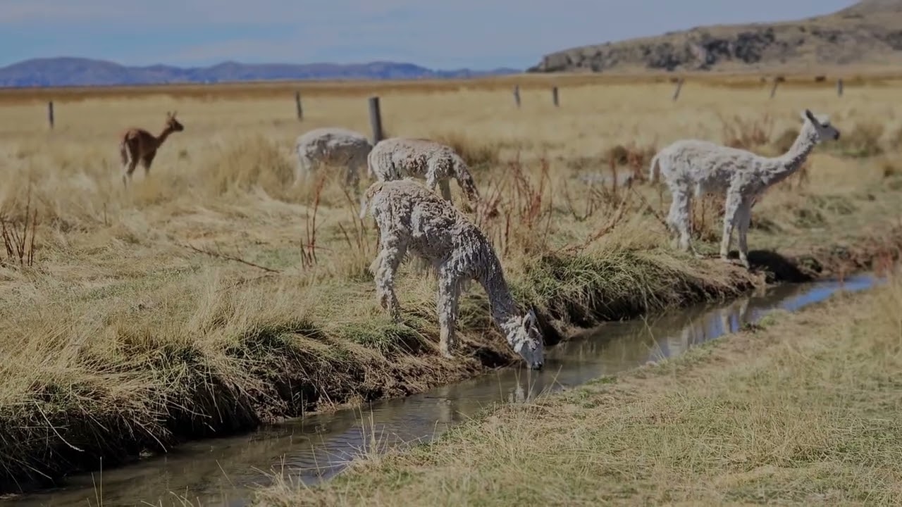 Alpacas Vicuñas Farm in Puno Peru