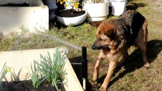 German Shephed Creole and water fun