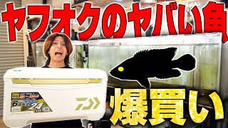 【ヤフオク怪魚】新古代魚水槽へとんでもない魚を爆買いしてしまいました