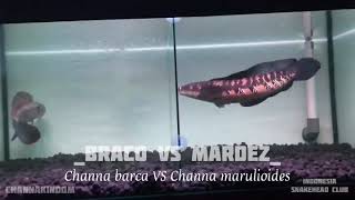 Chana Barca VS Chana Maru