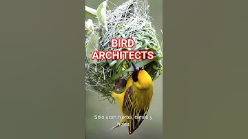 Amazing Weaver Birds Building Incredible Nests in Nature 🐦 | Bird Nest Facts #shorts