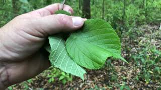 Plant Profile: Red Mulberry (Morus Rubra)