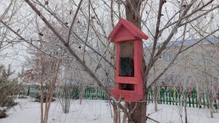 Кормушка уличная для птиц / Құстарға қысқы азық / Feeder for wild birds