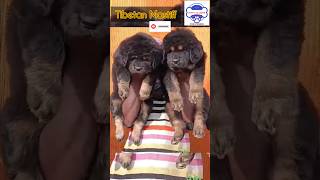 Tibetan Mastiff Dog Price In India 2024 | Tibetan Mastiff puppies for sale in Gurgaon 9354705896 #tm