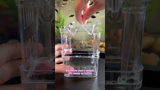 Criadeira No Aquário