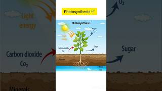 Photosynthesis in 30 Seconds 🌿 | Class 6 Science | Uptet BPSC TRE Science Mcq #science #uptet #evs