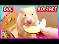 Сирийский хомяк Fanta / Все равно сделает по своему хомяк Стрелка / Alisa Easy Pets