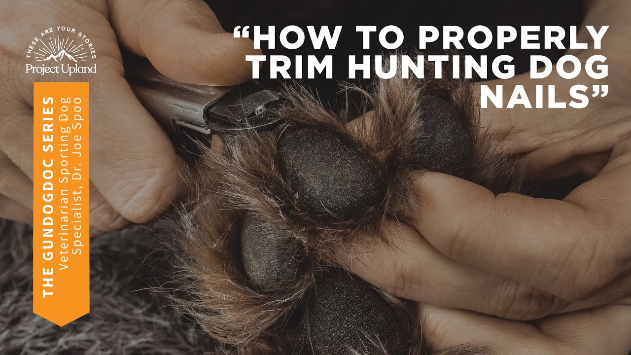 How to Properly Trim Hunting Dog Nails with Veterinary Dr. Joe Spoo - YouTube