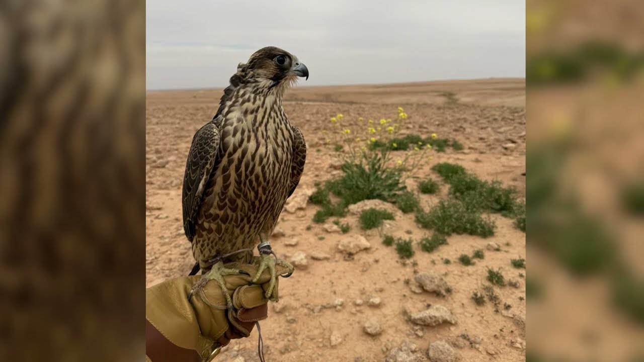 مقناص العراق الشيخ سعود بن حمد ال ثاني | فهد بن جري | 2025