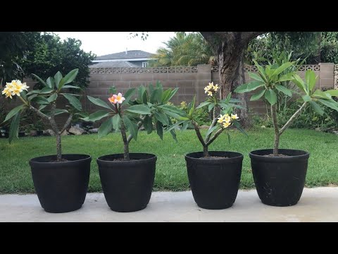 Video: Thu hoạch vỏ hạt Plumeria: Cách thức và thời điểm thu hoạch vỏ hạt Plumeria