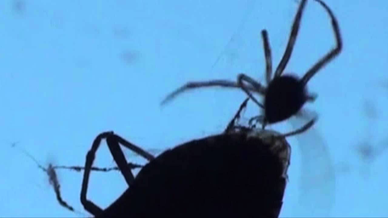 A Stink Bug Trap that Really Works – Place a light above a pan with soapy  water and leave the light on all night. The stink …