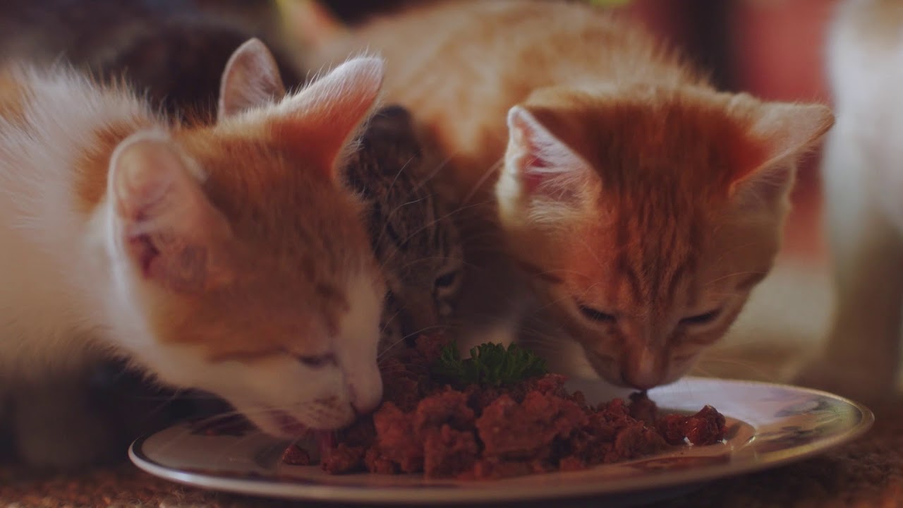 La Dame Aux Chats Youtube