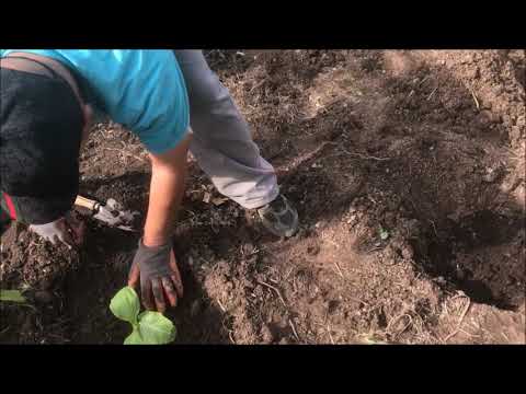 Vidéo: Meilleur engrais pour les citrouilles - Comment et quand fertiliser les citrouilles